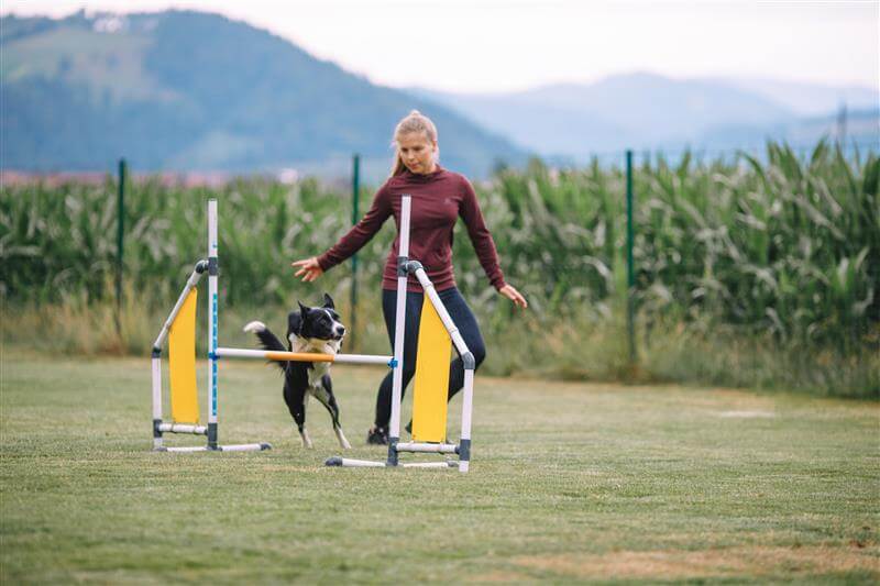D4M-Essential agility training skills Beata and Kobra6CTT FM Mockup