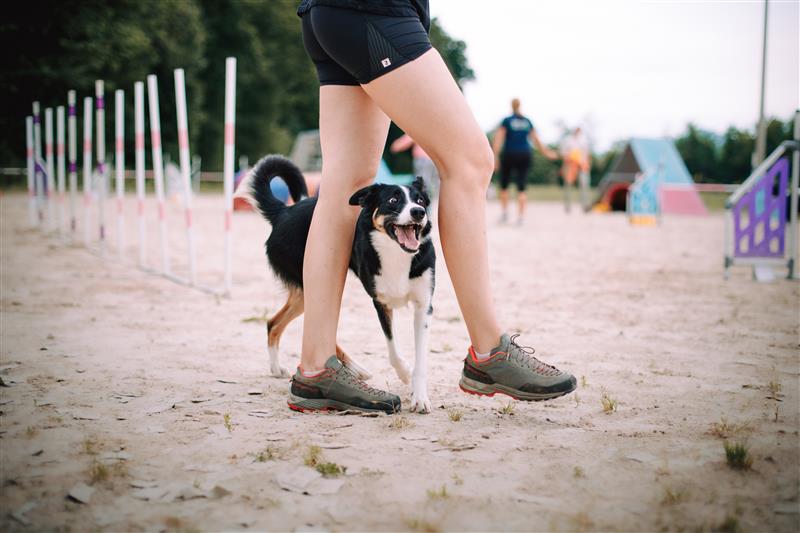 CTT - Tricks for Agility dogs - 1 m