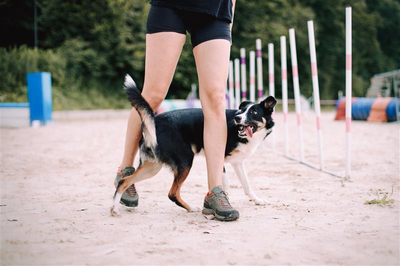 CTT - Tricks for Agility dogs - 2 m