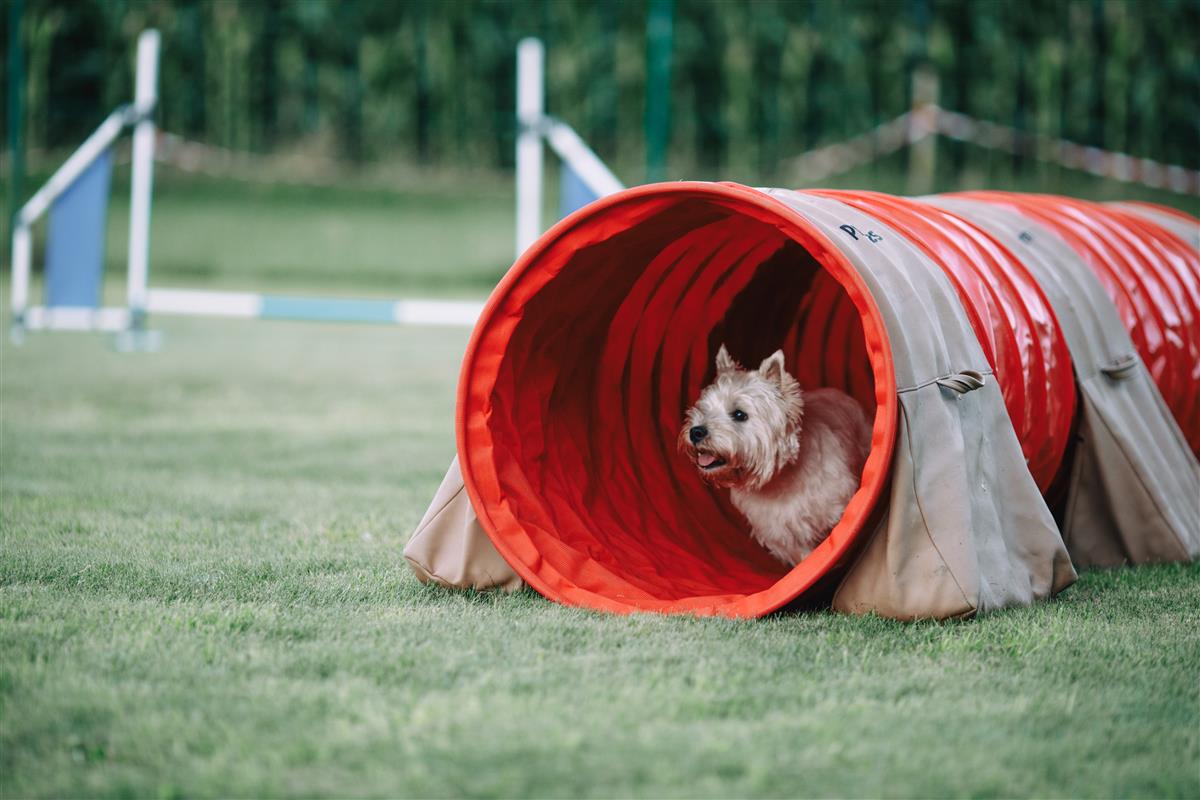 D4M - TV- Background - Dog in a tunnel l