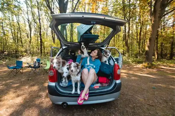 CTT-SA-Troubles-Dog-in-car-1